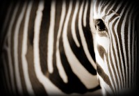 /album/zebra/zebra-jpg1/