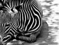 /album/fotogaleria/images-jpg/